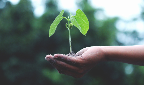 A hand holding a seedling